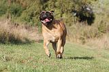 BULLMASTIFF 167